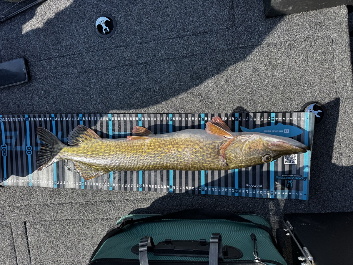 Raubfisch-Trip Bärwalder See thumbnail 2